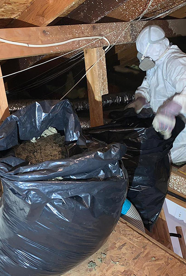 Removal of rodent-contaminated attic insulation